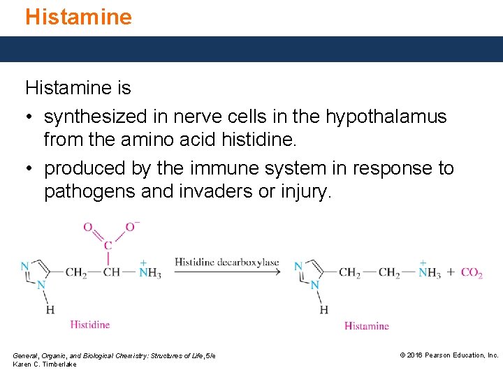 Histamine is • synthesized in nerve cells in the hypothalamus from the amino acid