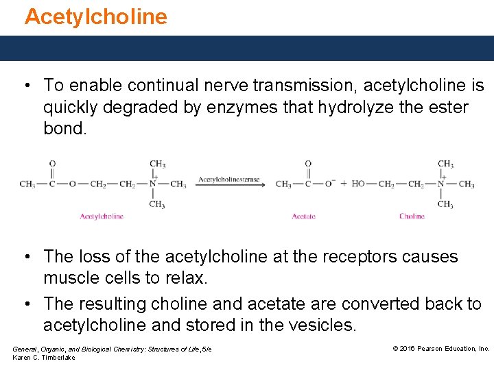 Acetylcholine • To enable continual nerve transmission, acetylcholine is quickly degraded by enzymes that