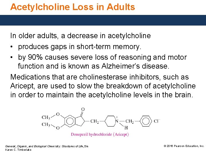 Acetylcholine Loss in Adults In older adults, a decrease in acetylcholine • produces gaps