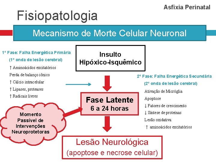 Asfixia Perinatal Fisiopatologia Mecanismo de Morte Celular Neuronal 1ª Fase: Falha Energética Primária (1ª