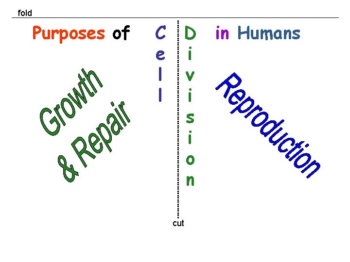 fold Purposes of C e l l D i v i s i o