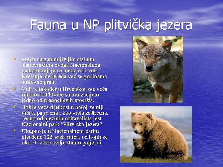 Fauna u NP plitvička jezera • Među najzanimljivijim stalnim • • • stanovnicima ovoga