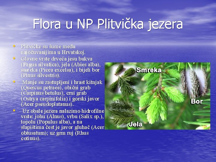 Flora u NP Plitvička jezera • Plitvičke su šume među • • • najočuvanijima
