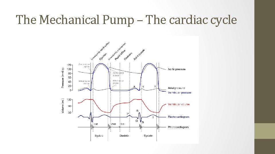 The Mechanical Pump – The cardiac cycle 