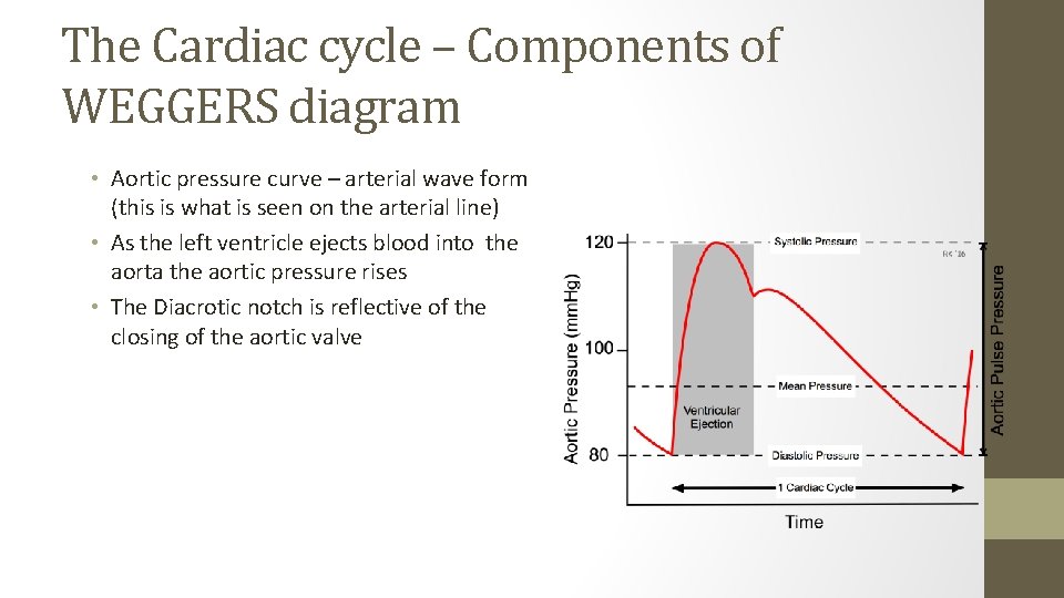 The Cardiac cycle – Components of WEGGERS diagram • Aortic pressure curve – arterial