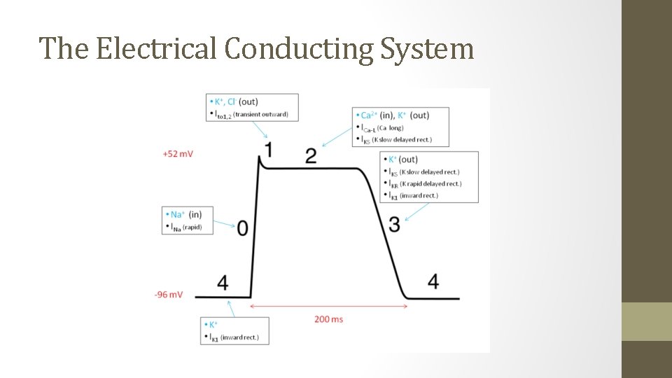 The Electrical Conducting System 