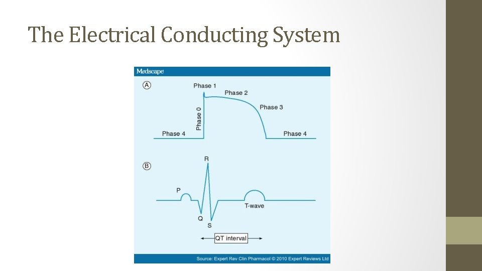 The Electrical Conducting System 