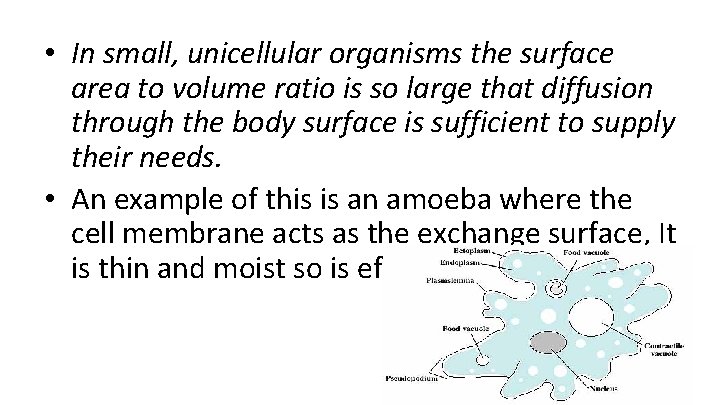  • In small, unicellular organisms the surface area to volume ratio is so
