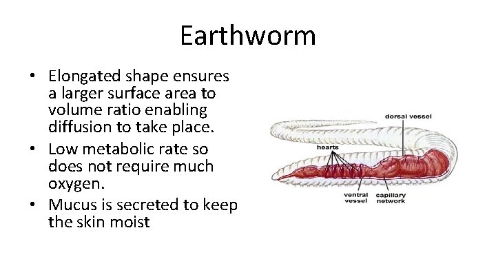 Earthworm • Elongated shape ensures a larger surface area to volume ratio enabling diffusion