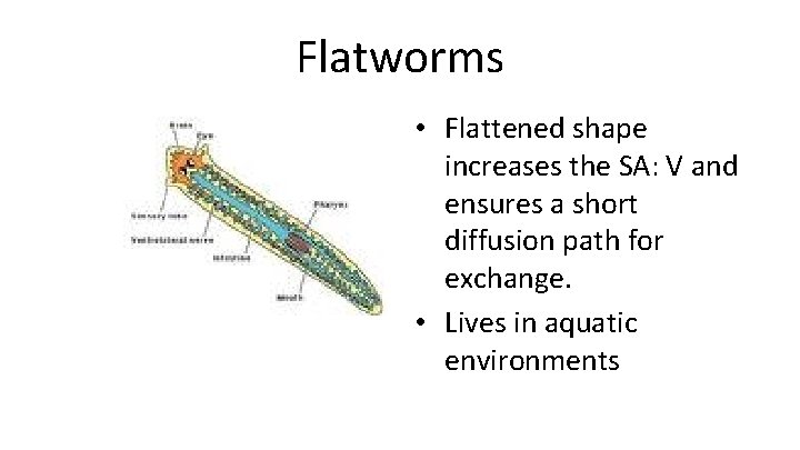 Flatworms • Flattened shape increases the SA: V and ensures a short diffusion path