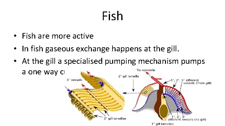 Fish • Fish are more active • In fish gaseous exchange happens at the