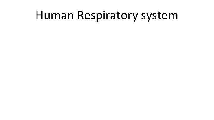 Human Respiratory system 