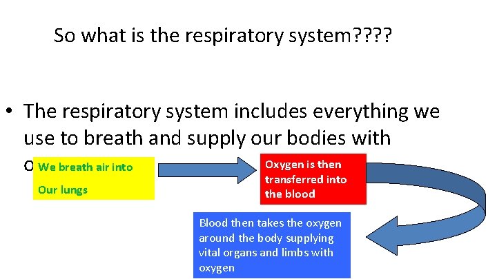 So what is the respiratory system? ? • The respiratory system includes everything we