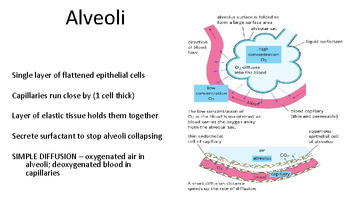 Alveoli Single layer of flattened epithelial cells Capillaries run close by (1 cell thick)