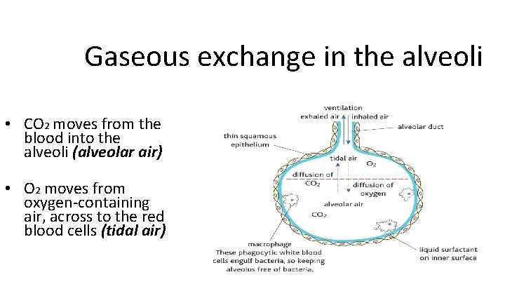 Gaseous exchange in the alveoli • CO 2 moves from the blood into the