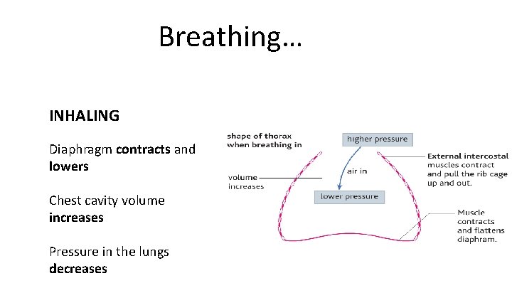 Breathing… INHALING Diaphragm contracts and lowers Chest cavity volume increases Pressure in the lungs