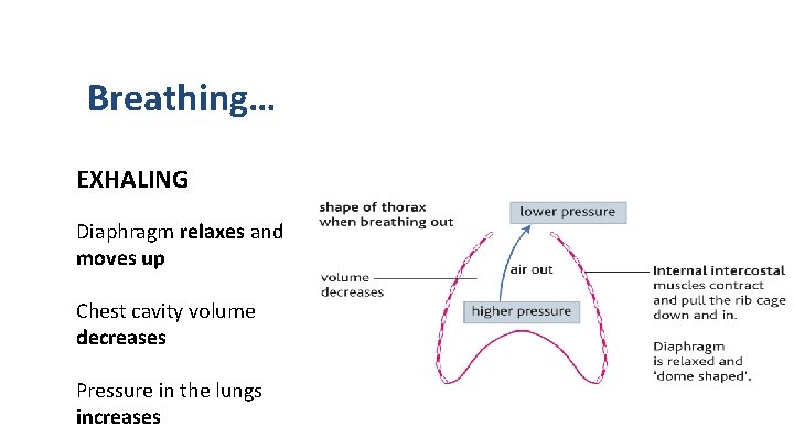 Breathing… EXHALING Diaphragm relaxes and moves up Chest cavity volume decreases Pressure in the