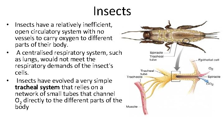 Insects • Insects have a relatively inefficient, open circulatory system with no vessels to