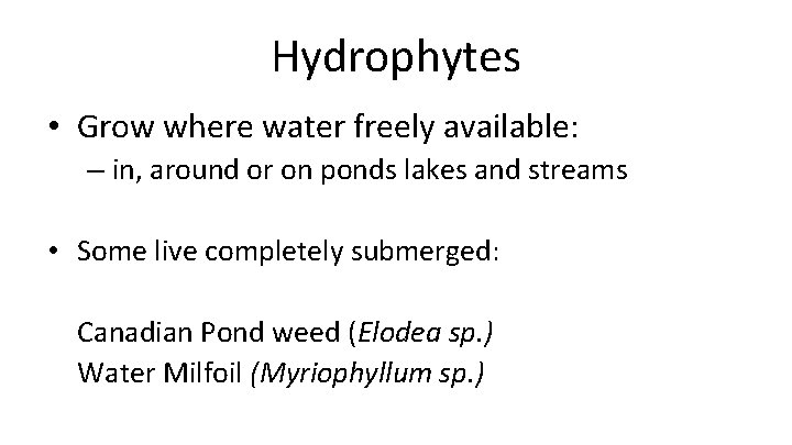 Hydrophytes • Grow where water freely available: – in, around or on ponds lakes