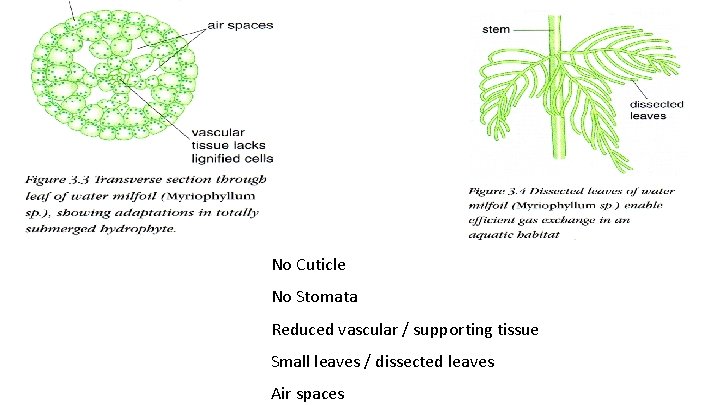 No Cuticle No Stomata Reduced vascular / supporting tissue Small leaves / dissected leaves