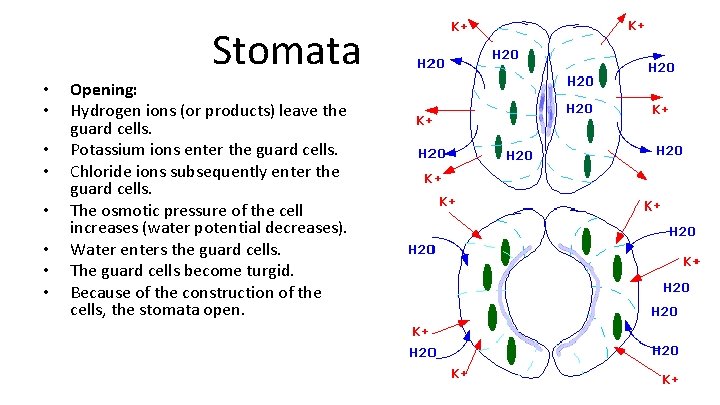Stomata • • Opening: Hydrogen ions (or products) leave the guard cells. Potassium ions