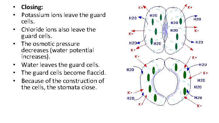  • Closing: • Potassium ions leave the guard cells. • Chloride ions also