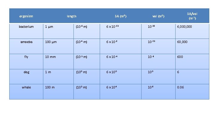 organism bacterium length SA (m²) SA/vol (m-1) vol (m³) 1 μm (10 -6 m)