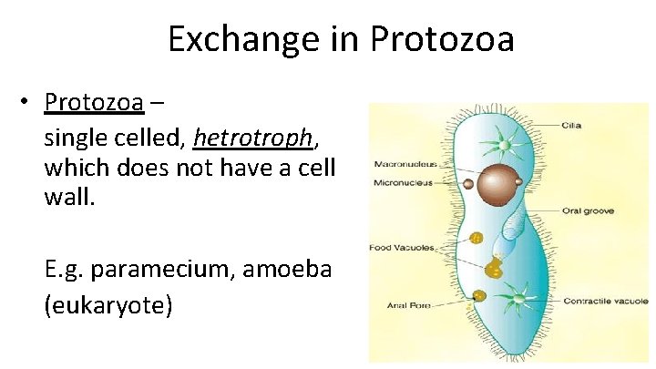 Exchange in Protozoa • Protozoa – single celled, hetrotroph, which does not have a