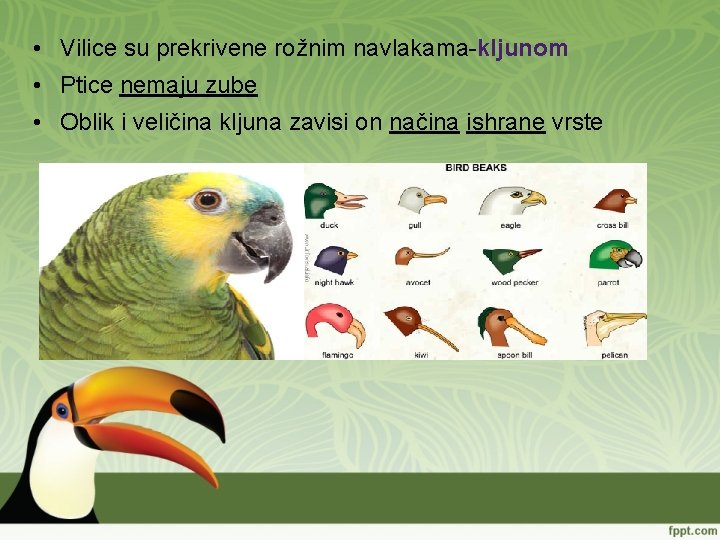  • Vilice su prekrivene rožnim navlakama-kljunom • Ptice nemaju zube • Oblik i