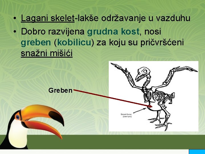  • Lagani skelet-lakše održavanje u vazduhu • Dobro razvijena grudna kost, nosi greben