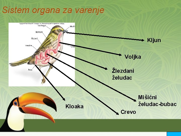 Sistem organa za varenje Kljun Voljka Žlezdani želudac Kloaka Mišićni želudac-bubac Crevo 