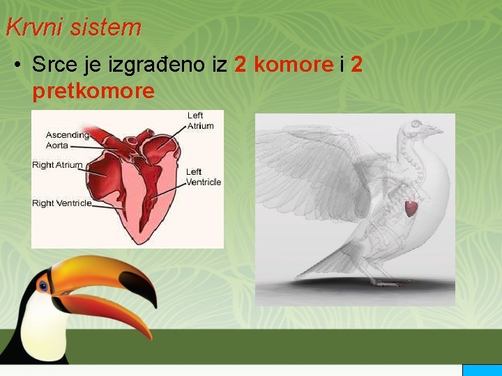 Krvni sistem • Srce je izgrađeno iz 2 komore i 2 pretkomore 