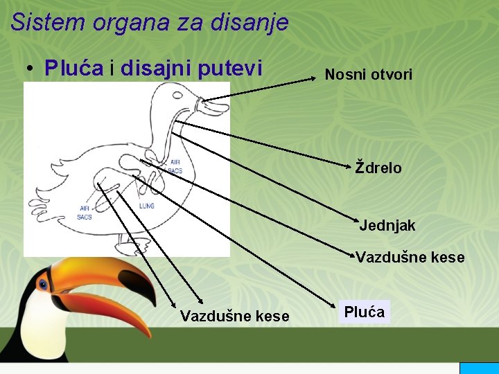 Sistem organa za disanje • Pluća i disajni putevi Nosni otvori Ždrelo Jednjak Vazdušne