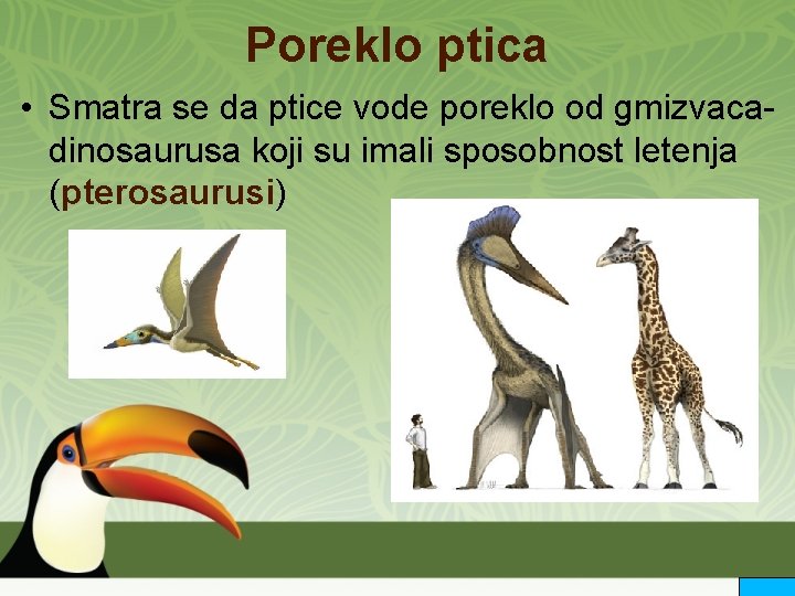 Poreklo ptica • Smatra se da ptice vode poreklo od gmizvaca- dinosaurusa koji su