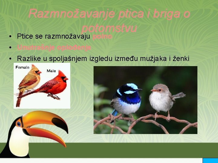 Razmnožavanje ptica i briga o potomstvu • Ptice se razmnožavaju polno • Unutrašnje oplođenje