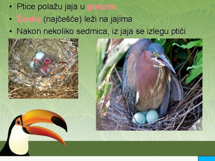  • Ptice polažu jaja u gnezdo • Ženka (najčešće) leži na jajima Ženka