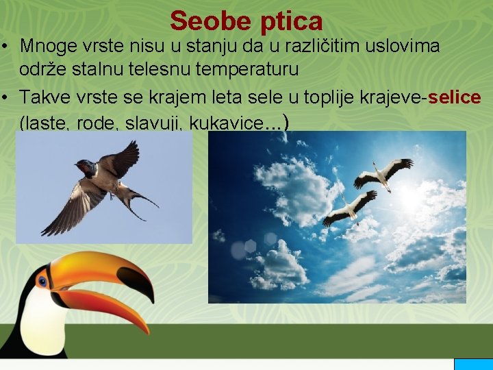 Seobe ptica • Mnoge vrste nisu u stanju da u različitim uslovima održe stalnu