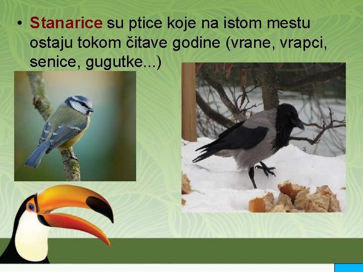  • Stanarice su ptice koje na istom mestu ostaju tokom čitave godine (vrane,