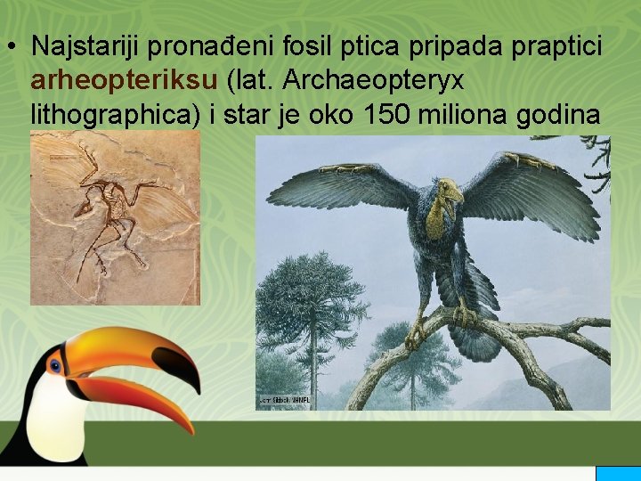  • Najstariji pronađeni fosil ptica pripada praptici arheopteriksu (lat. Archaeopteryx lithographica) i star