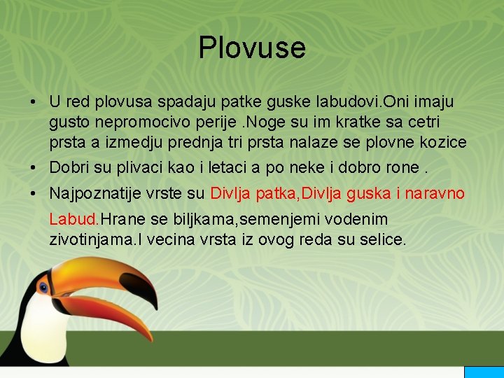 Plovuse • U red plovusa spadaju patke guske labudovi. Oni imaju gusto nepromocivo perije.