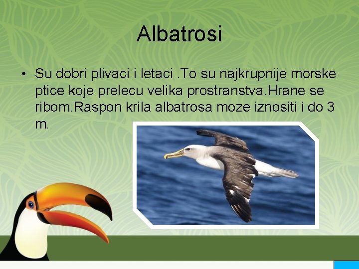 Albatrosi • Su dobri plivaci i letaci. To su najkrupnije morske ptice koje prelecu