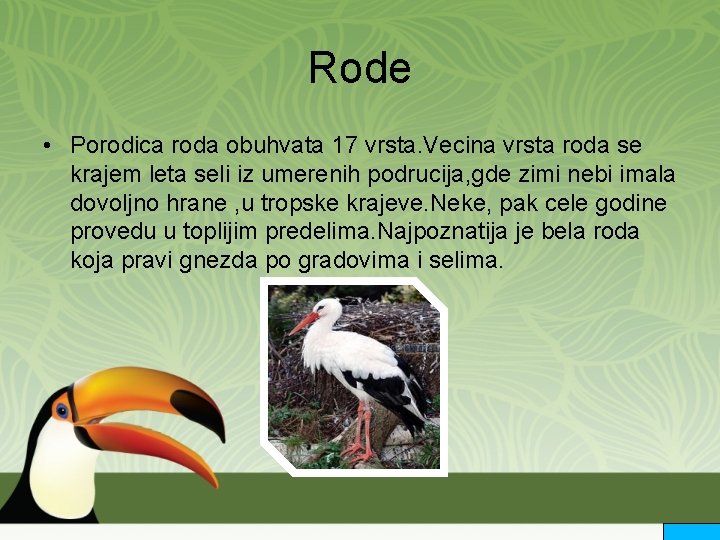 Rode • Porodica roda obuhvata 17 vrsta. Vecina vrsta roda se krajem leta seli