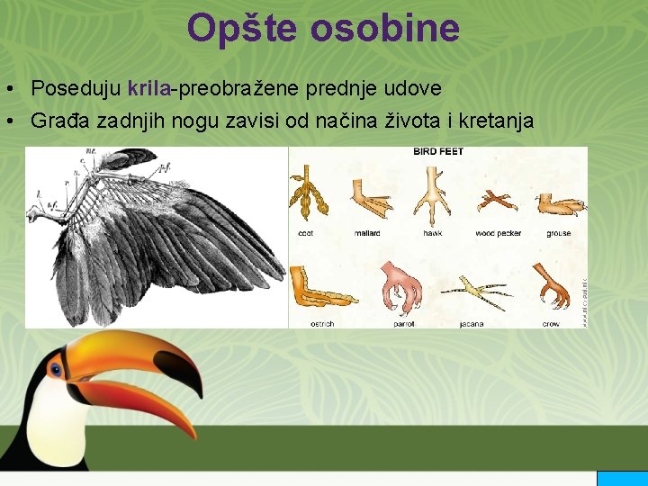 Opšte osobine • Poseduju krila-preobražene prednje udove • Građa zadnjih nogu zavisi od načina