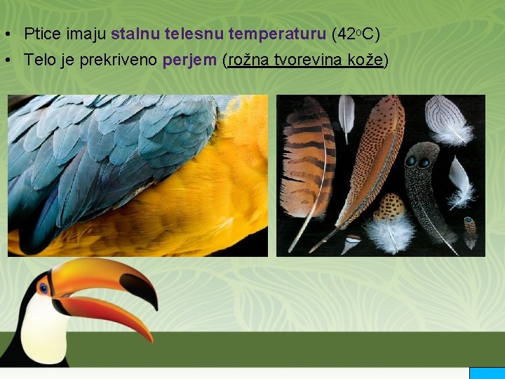  • Ptice imaju stalnu telesnu temperaturu (42ᵒC) • Telo je prekriveno perjem (rožna