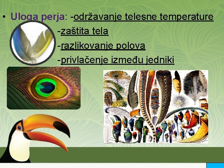  • Uloga perja: -održavanje telesne temperature -zaštita tela -razlikovanje polova -privlačenje između jedniki