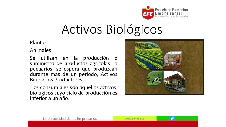 Activos Biológicos Plantas Animales Se utilizan en la producción o suministro de productos agrícolas