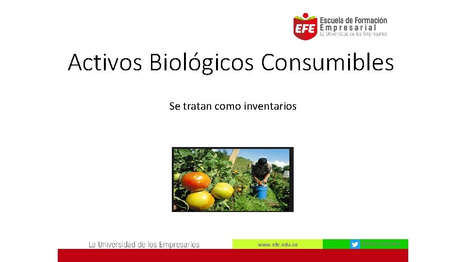 Activos Biológicos Consumibles Se tratan como inventarios www. efe. edu. co @efecccasanare 