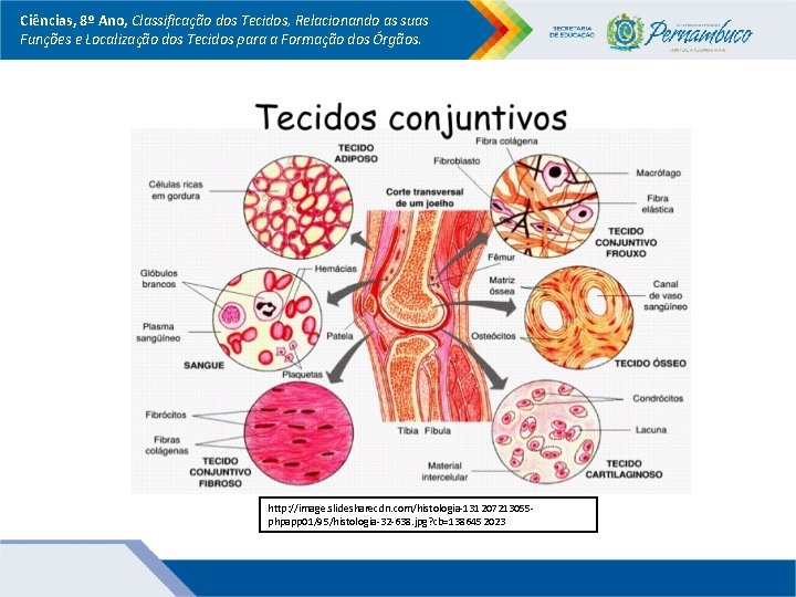 Ciências, 8º Ano, Classificação dos Tecidos, Relacionando as suas Funções e Localização dos Tecidos Ciências, 8º Ano, Classificação dos Tecidos, Relacionando as suas Funções e Localização dos Tecidos