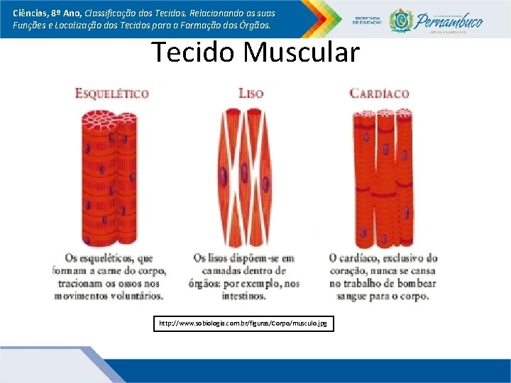 Ciências, 8º Ano, Classificação dos Tecidos, Relacionando as suas Funções e Localização dos Tecidos Ciências, 8º Ano, Classificação dos Tecidos, Relacionando as suas Funções e Localização dos Tecidos
