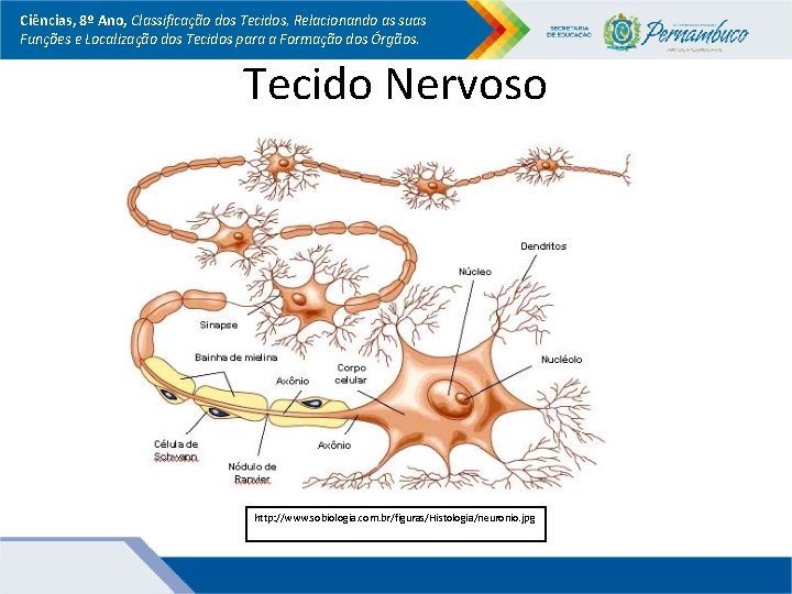 Ciências, 8º Ano, Classificação dos Tecidos, Relacionando as suas Funções e Localização dos Tecidos Ciências, 8º Ano, Classificação dos Tecidos, Relacionando as suas Funções e Localização dos Tecidos